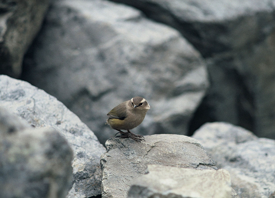 A NZ Rock Wren, a tiny dull bown songbird with a snub tail, sitting among large rocks