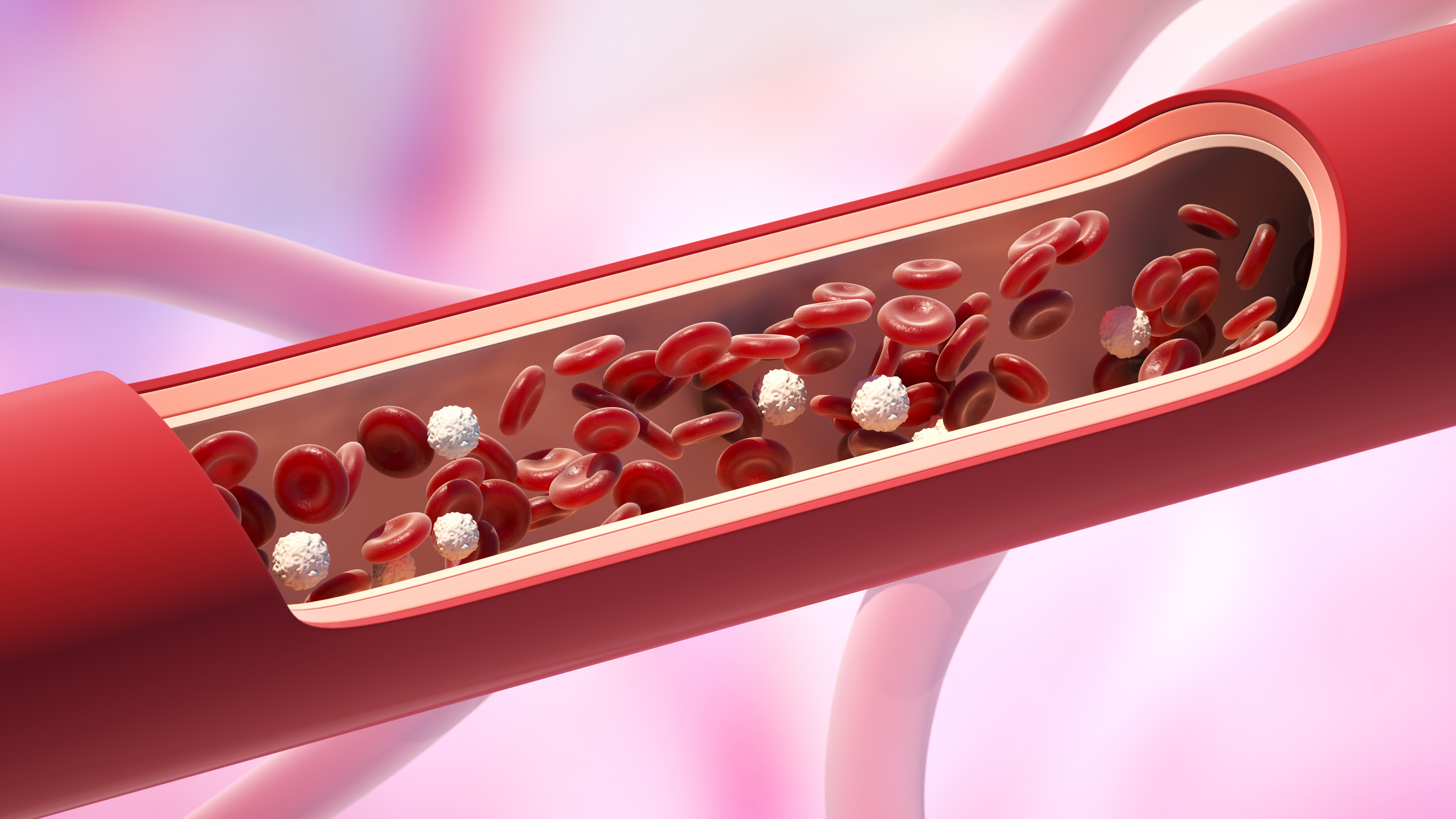 Red and white blood cells in the vein