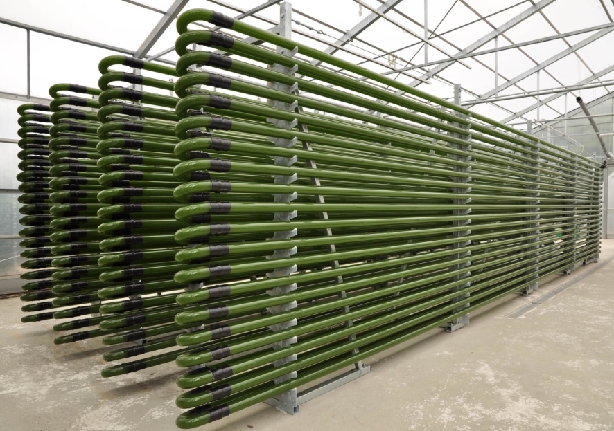 photograph of a tubular glass photobioreactor