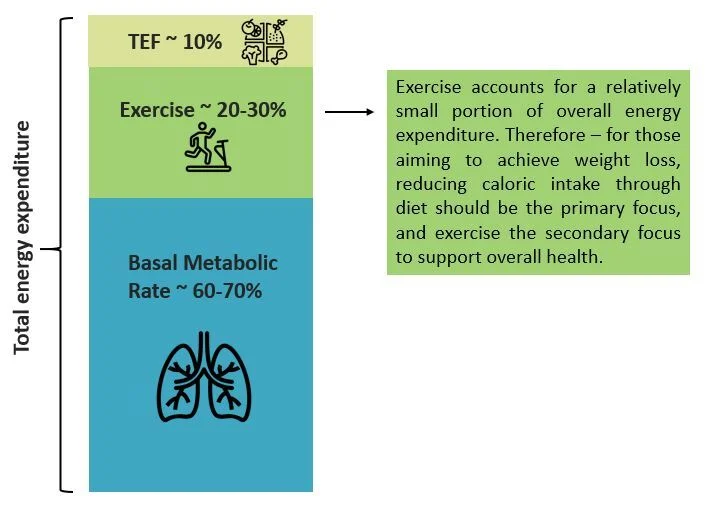 Total Energy expenditure = TEF ~ 10% + Exercise ~20-30% (Exercise accounts for a relatively small portion of overall energy expenditure. Therefore - for those aiming to achieve weight loss, reducing caloric intake through diet should be primary focus, and exercise the secondary focus to support overall health.) + Basal Metabolic Rate ~60-70%