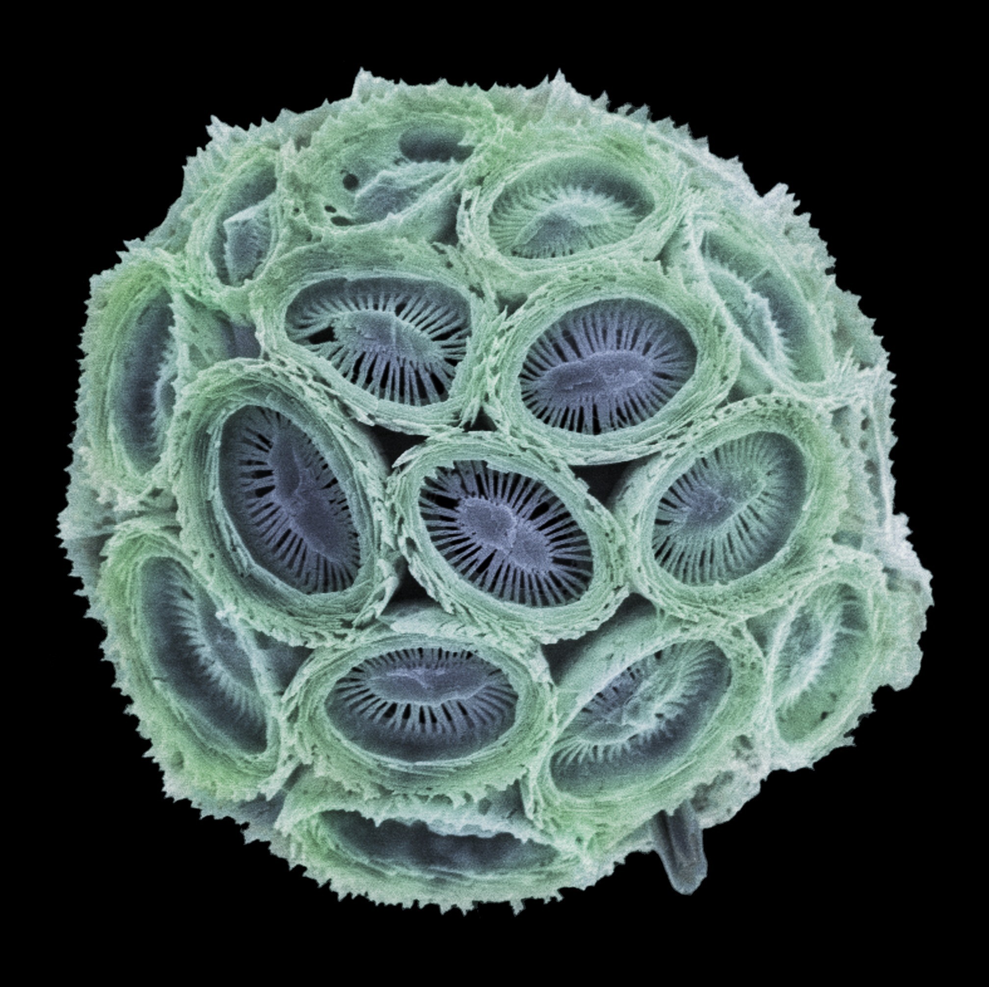 A colourised scanning electron microscopy image of a coccolithophore *Coronosphaera mediterranea*.