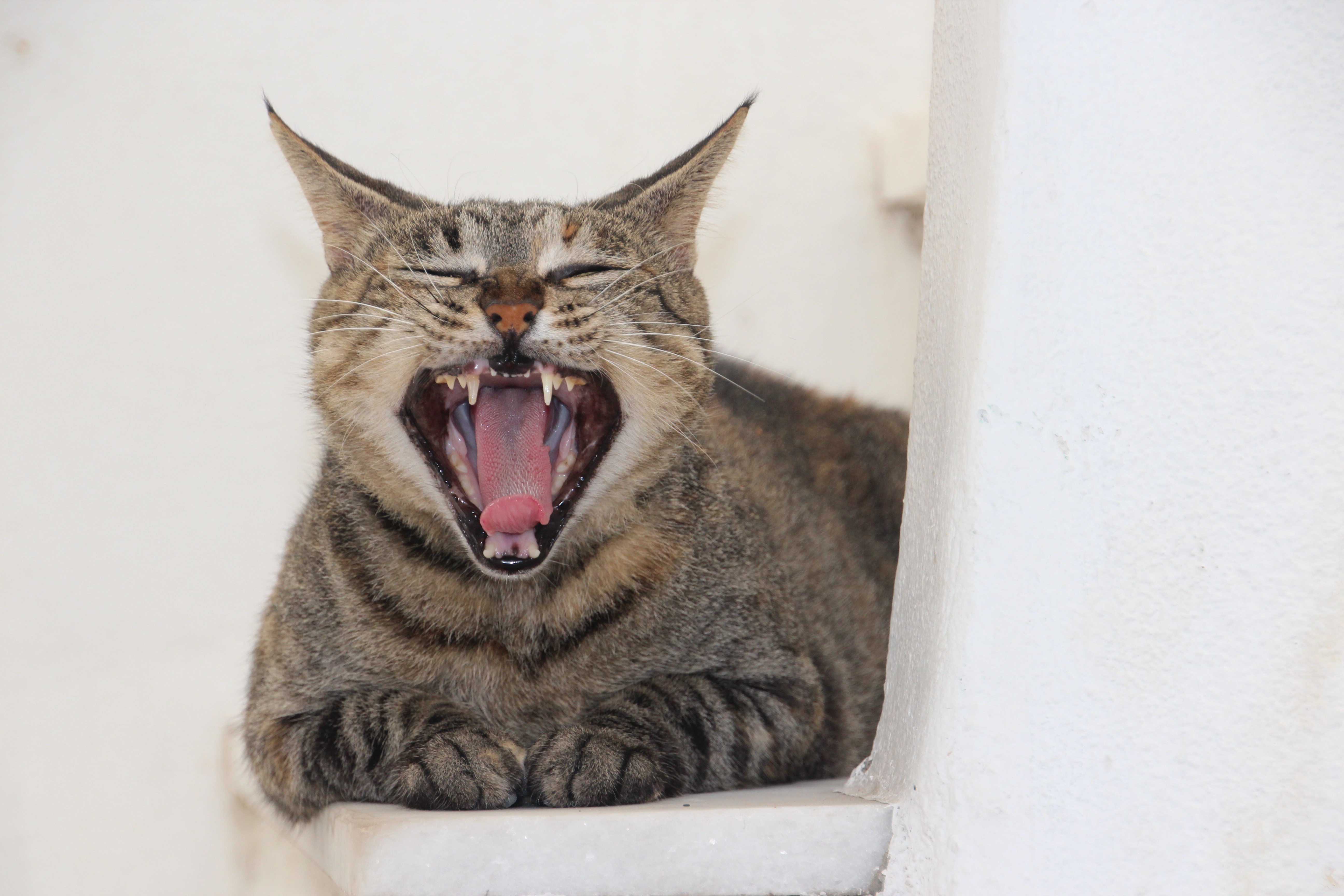 Yawning cat