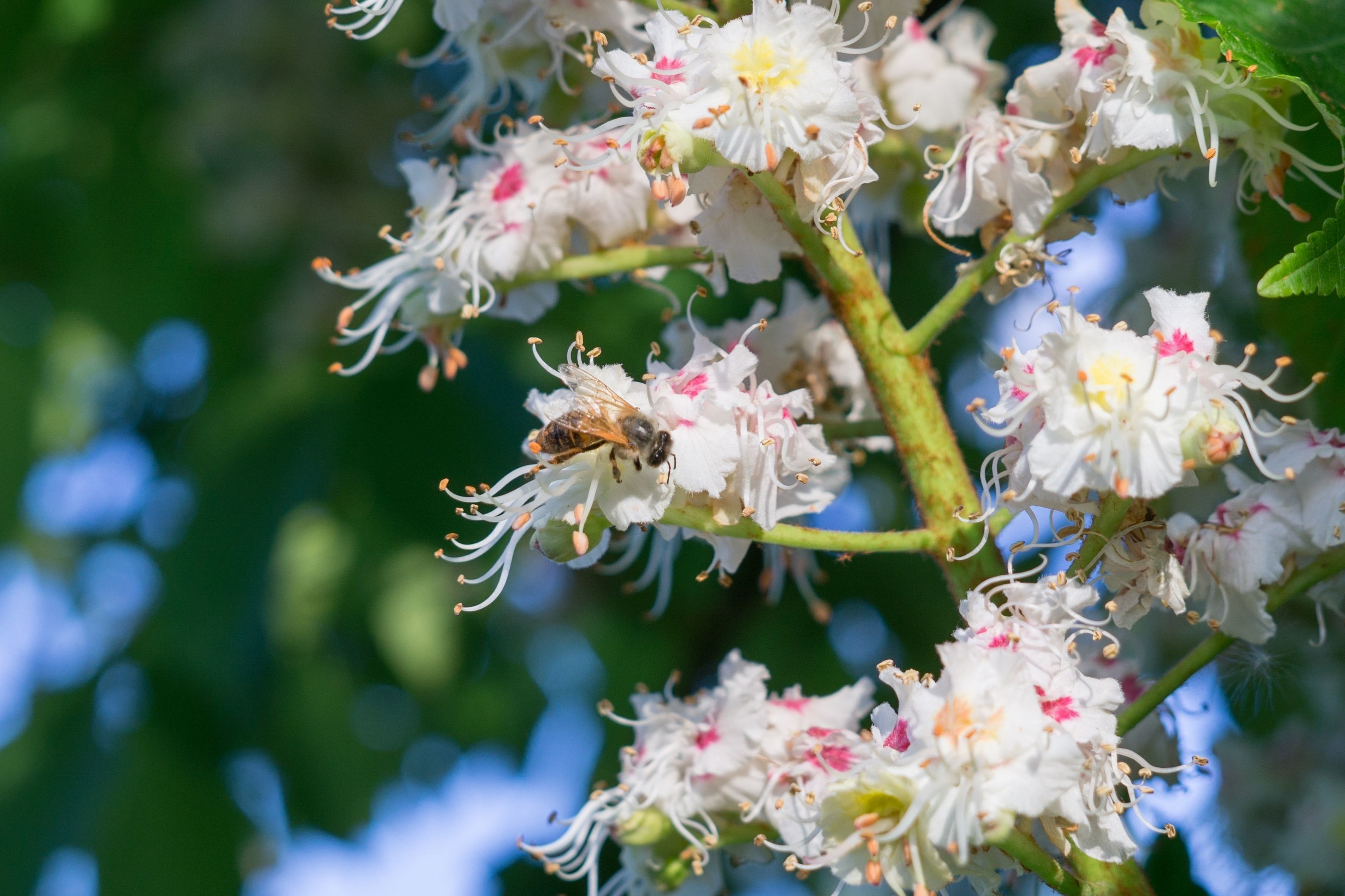 A close up photograph of blossom on a tree, with a bee on one of the flowers