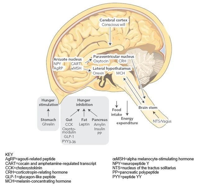 大脑的形象。大脑内部=大脑皮层(有意识的)- >室旁核(催产素和CRH)。弓状核(NPY、购物车、AgRP aMSH) - >室旁核和外侧下丘脑促食素。妇幼保健)。室旁核和外侧下丘脑- >脑干。脑干- >外侧下丘脑。nt /迷走- >脑干。离开大脑食物摄入和能量消耗。胃(激素)- >饥饿的刺激。肠道(CCK、Oxnto-modulin GLP-1 pyy3 - 36),脂肪(瘦素),胰腺(糊精、胰岛素、PP) - >饥饿抑制