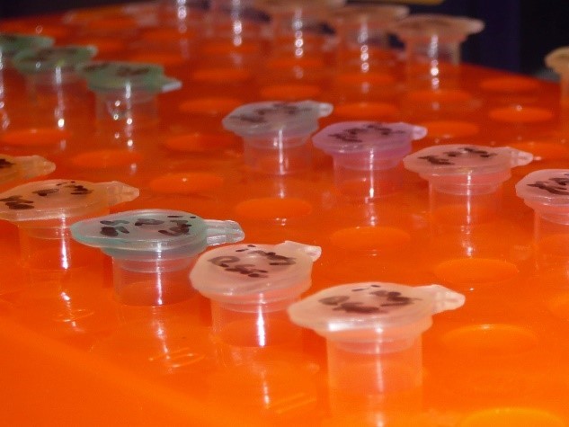 PCR tubes arranged in holder within a lab