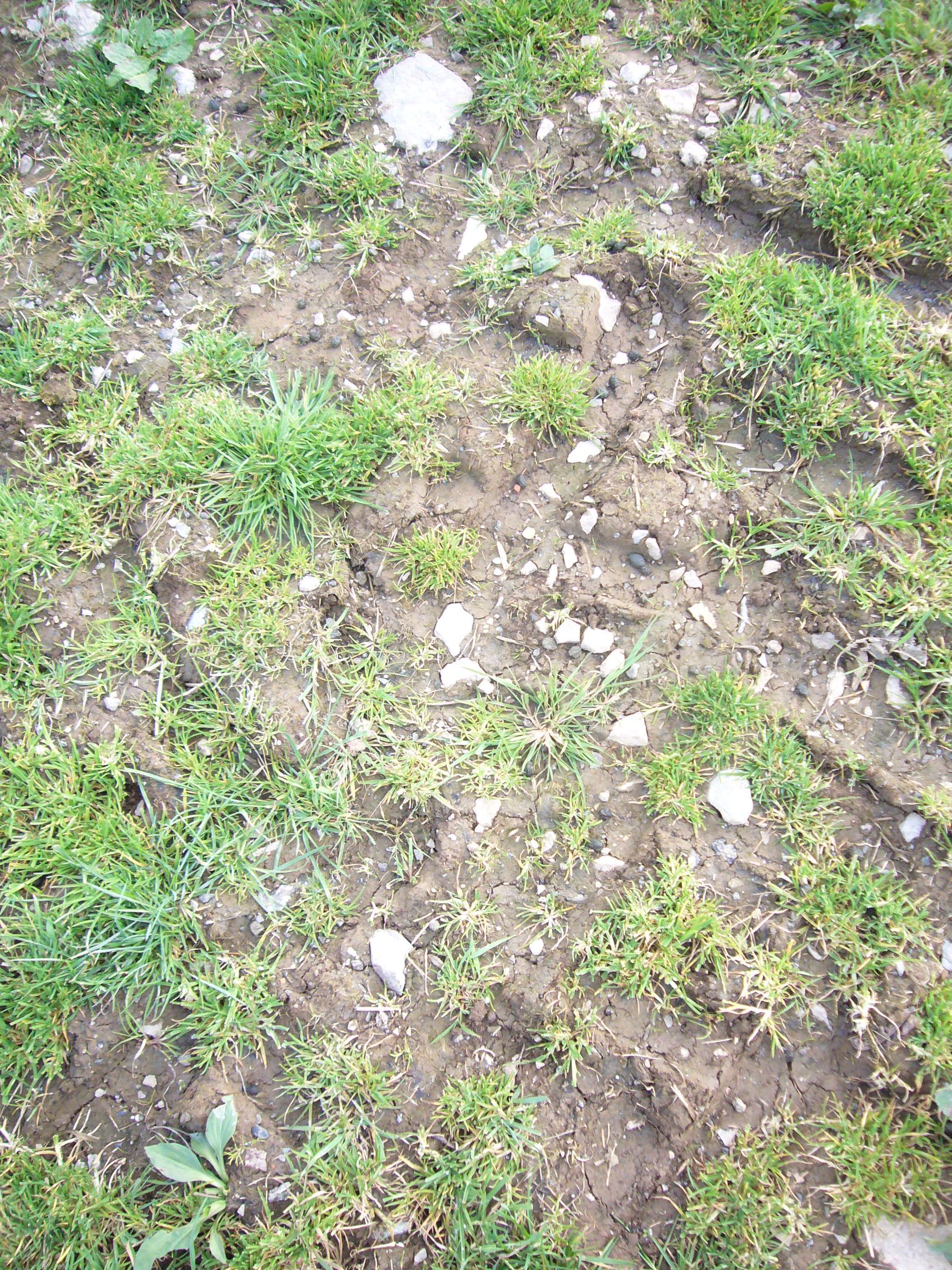 Compacted soil, with tractor tread evident