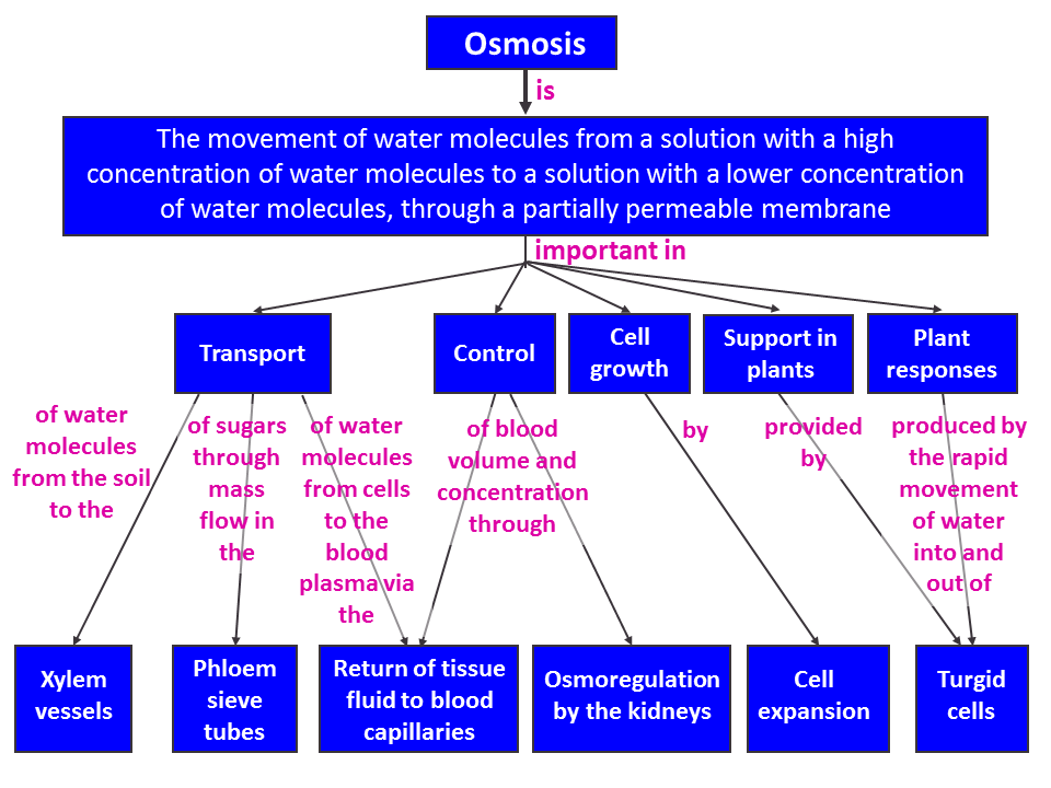 Concept map. Osmosis is the movement of water molecules from a solution with a high concentration of water molecules to a solution with a lower concentration of water molecules, through a partially permeable membrane. Osmosis is important in the following five areas. 1. Transport: of water molecules from the soil to the xylem vessels, of sugars through mass flow in the phloem sieve tubes, of water molecules from cells to the blood plasma via the return of tissue fluid to the blood capillaries. 2. Control: of blood volume and concentration through return of tissue fluid to blood capillaries, and through osmoregulation by the kidneys. 3. Cell growth by cell expansion. 4. Support in plants provided by turgid cells. 5. Plant responses produced by the rapid movement of water into and out of turgid cells.
