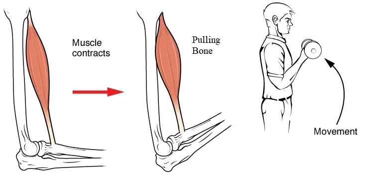 A muscle that contracts, pulling the bone, which equals movement.