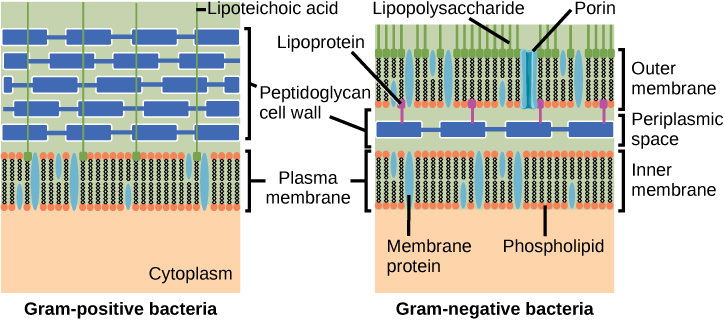 Gram positive and Gram negative labelled diagram next to each other for comparison. See descriptive text below