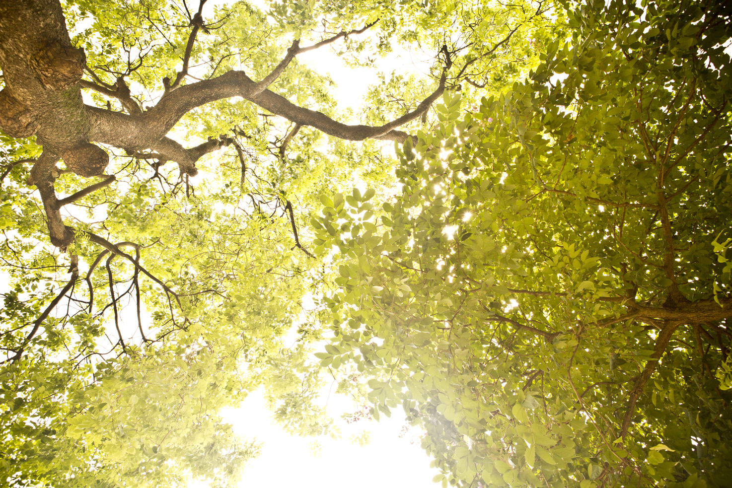 a tree on a sunny day