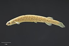 Lowland longjaw galaxias