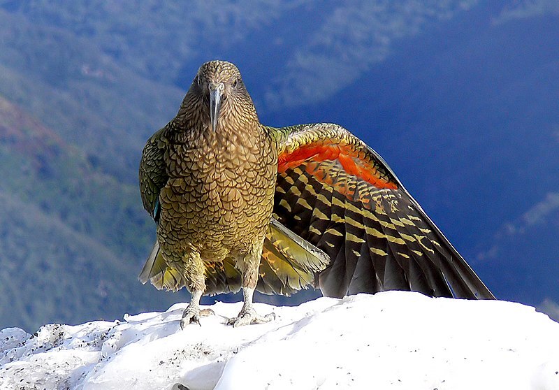 A Kea, an alpine parrot. It has mottled moss green feathers, and is displaying the underside of one wing which has a bright orange-red streak. it sits on a snowy mountainside