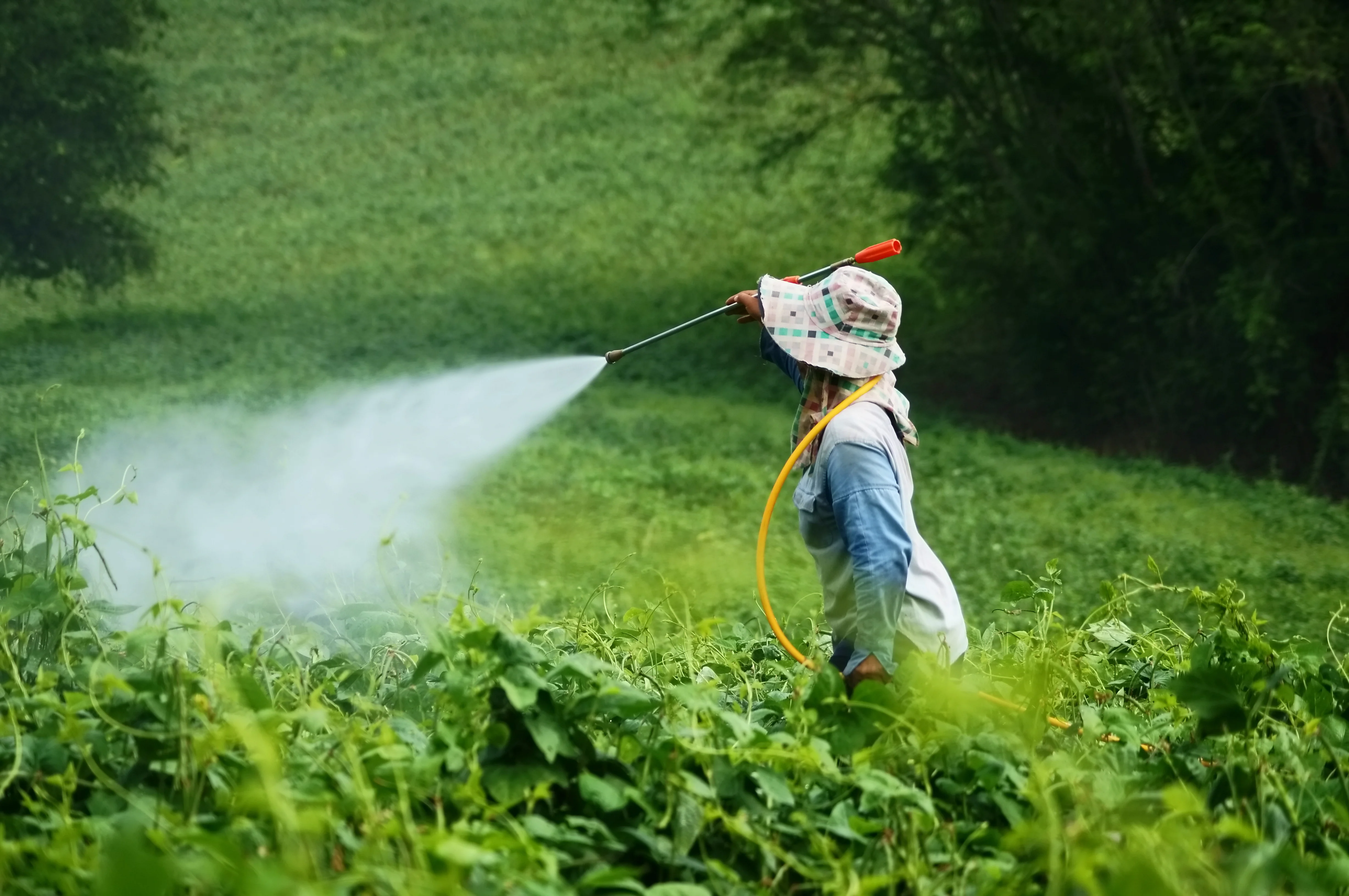 Woman spraying with pesticie in a field