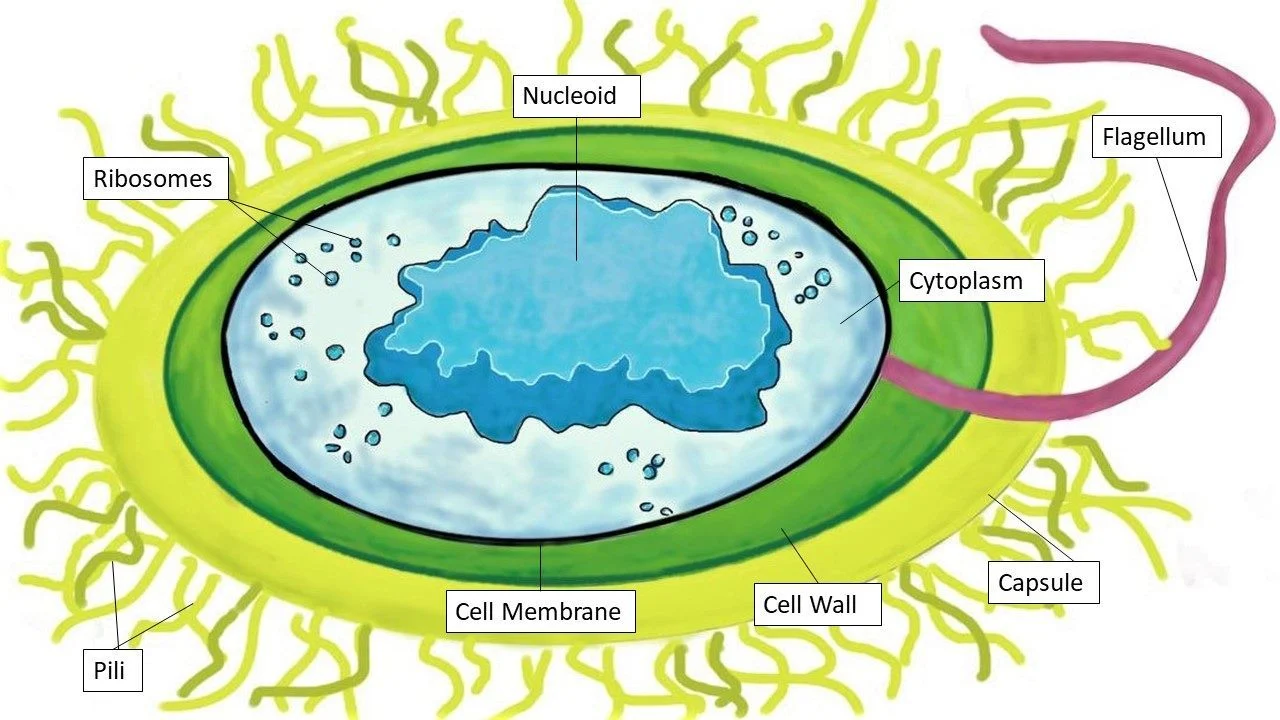 Cartoon depiction of a prokaryote cell. The cell contains a nucleoid, but no central defined nucleus.