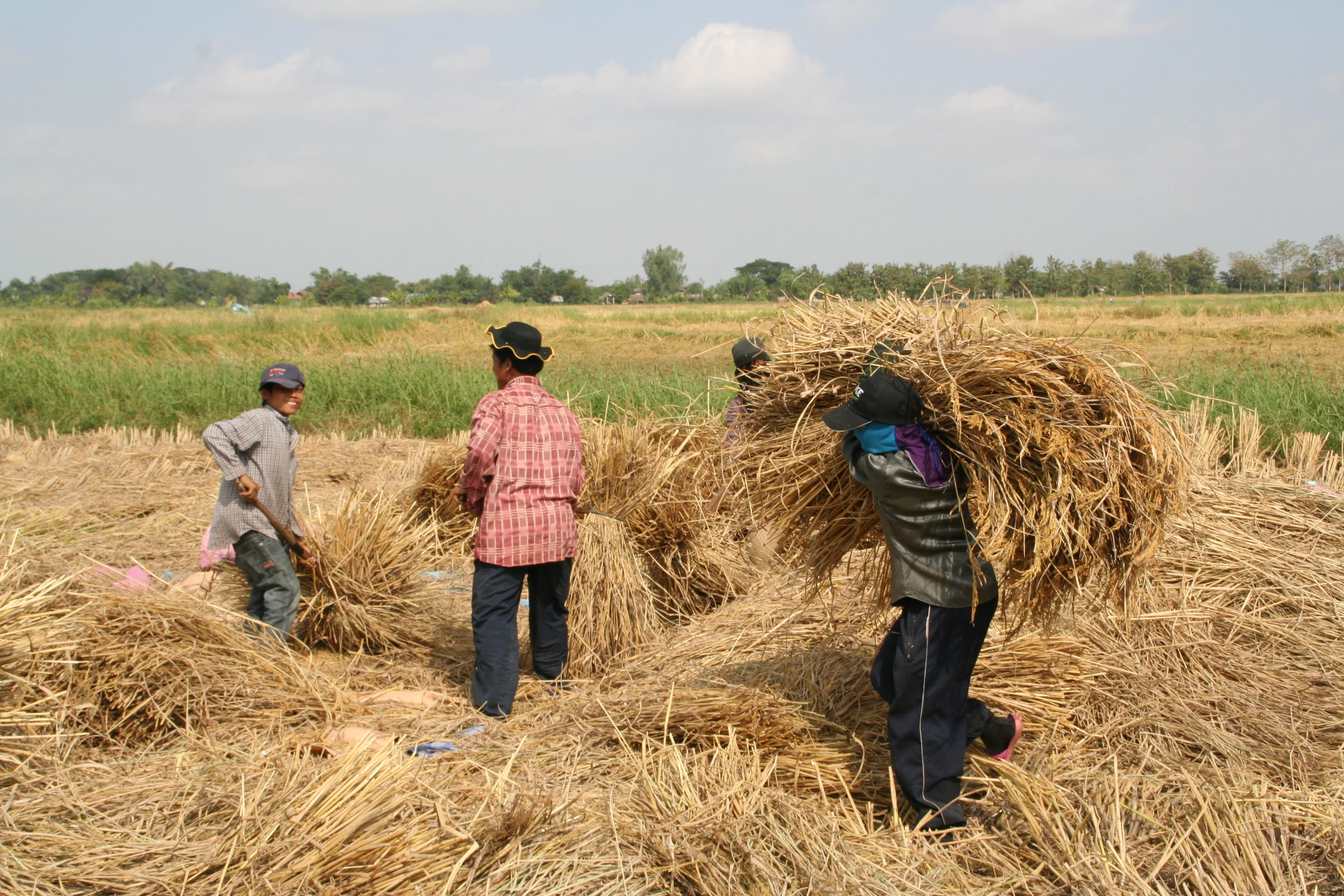 Workers threshing rice_IMG_5914.JPG