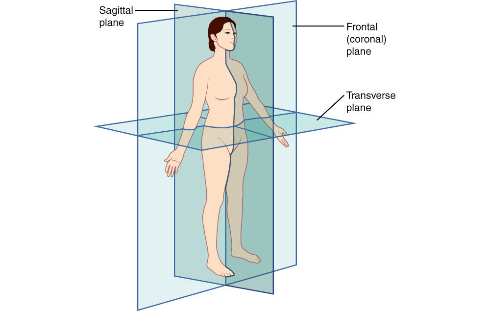 anatomical planes animal