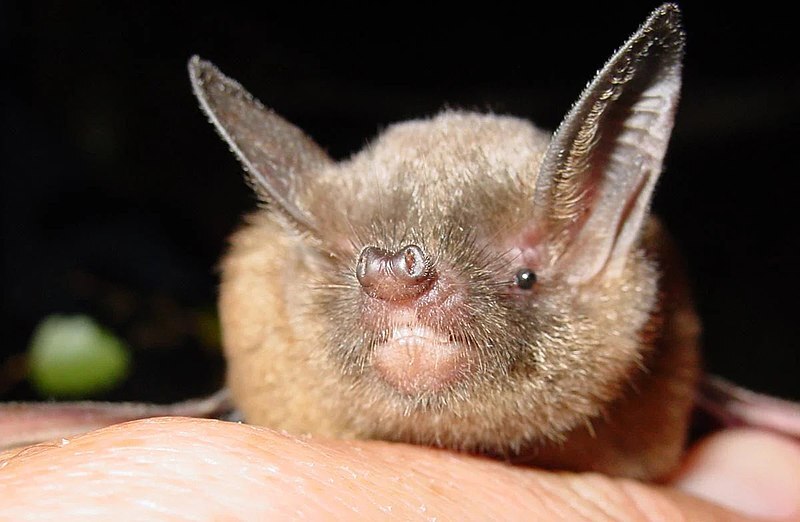 a close up of the face of a short-tailed bat sitting on someone's palm. it is light brown, fluffy with very large pointy ears and an upturned nose