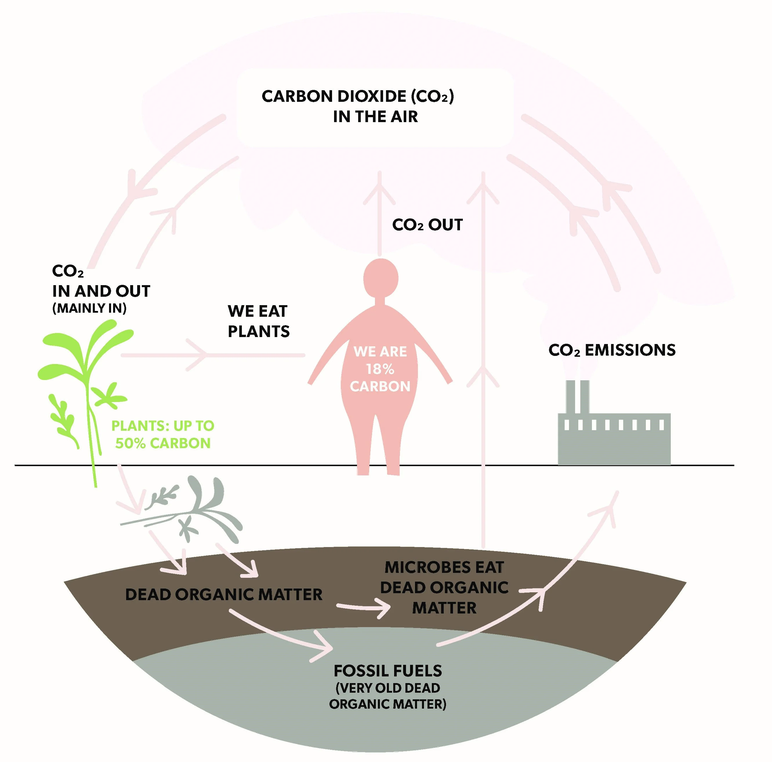 carbon oxygen cycle animation