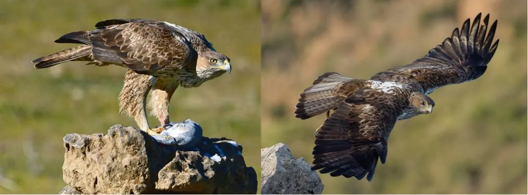 An eagle sitting and an eagle flying