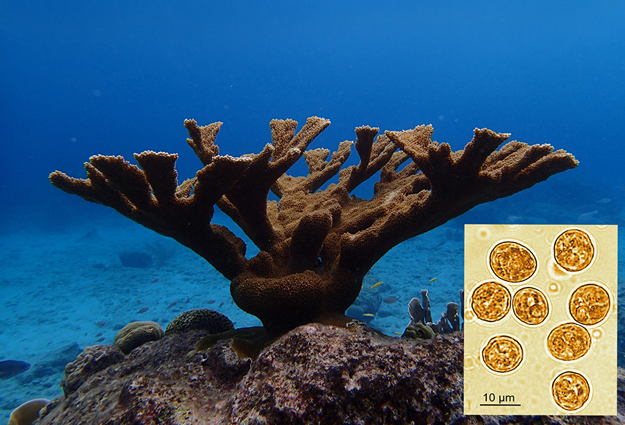 A colony of the elkhorn coral *Acropora palmata* from the Carribean growing on a rock. The small nodular structures on the coral surface represent individual polyps. The brown colour is caused by the presence of symbiont algae in the coral tissue. The overall shape indicates the presence of the substantial limestone skeleton that is located under the thin layer of living tissue. The inset shows a microscopic image of the symbiont algae along with a scale bar. A side view of a large elkhorn coral growing on a rock. The brown colour is caused by the presence of symbiont algae in the coral tissue. The overall shape indicates the presence of the substantial limestone skeleton. The inset shows a microscopic image of the symbiont algae along with a scale bar.