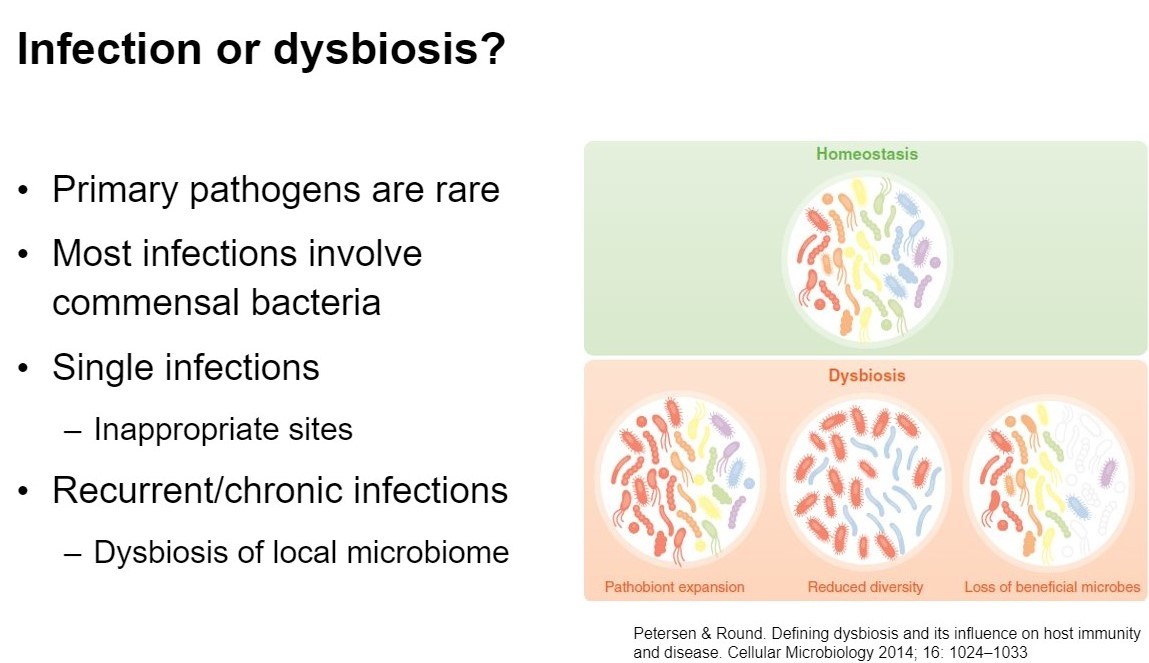 A screenshot of a powerpoint slide showing what dysbiosis is.