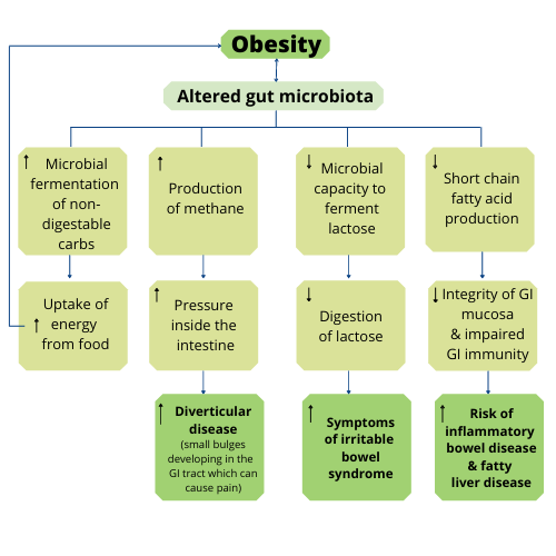 Obesity <-> Altered gut microbiota -> (Increased microbial fermentation of non-digestable carbs-> Increased uptake of energy from food-> Obesity); (Increased production of methane -> Increased pressure inside the intestine -> Increased diverticular disease - small bulges developing in the GI tract which can cause pain); (Decreased microbial capacity to ferment lactose -> Decreased digestion of lactose -> Increased symptoms of irritable bowel syndrome); (Decreased short chain fatty acid production -> Decreased integrity of GI mucosa & impaired GI immunity -> Increased risk of inflammatory bowel disease & fatty liver disease)