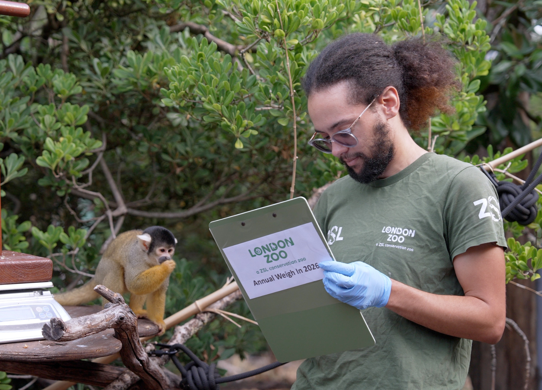 Zoo keeper Rowan Swainson, wearing a green London Zoo t-shirt, glasses, and blue gloves, records data on a clipboard while standing next to a small, yellow and black Bolivian black-capped squirrel monkey seated near a digital weighing scale outdoors