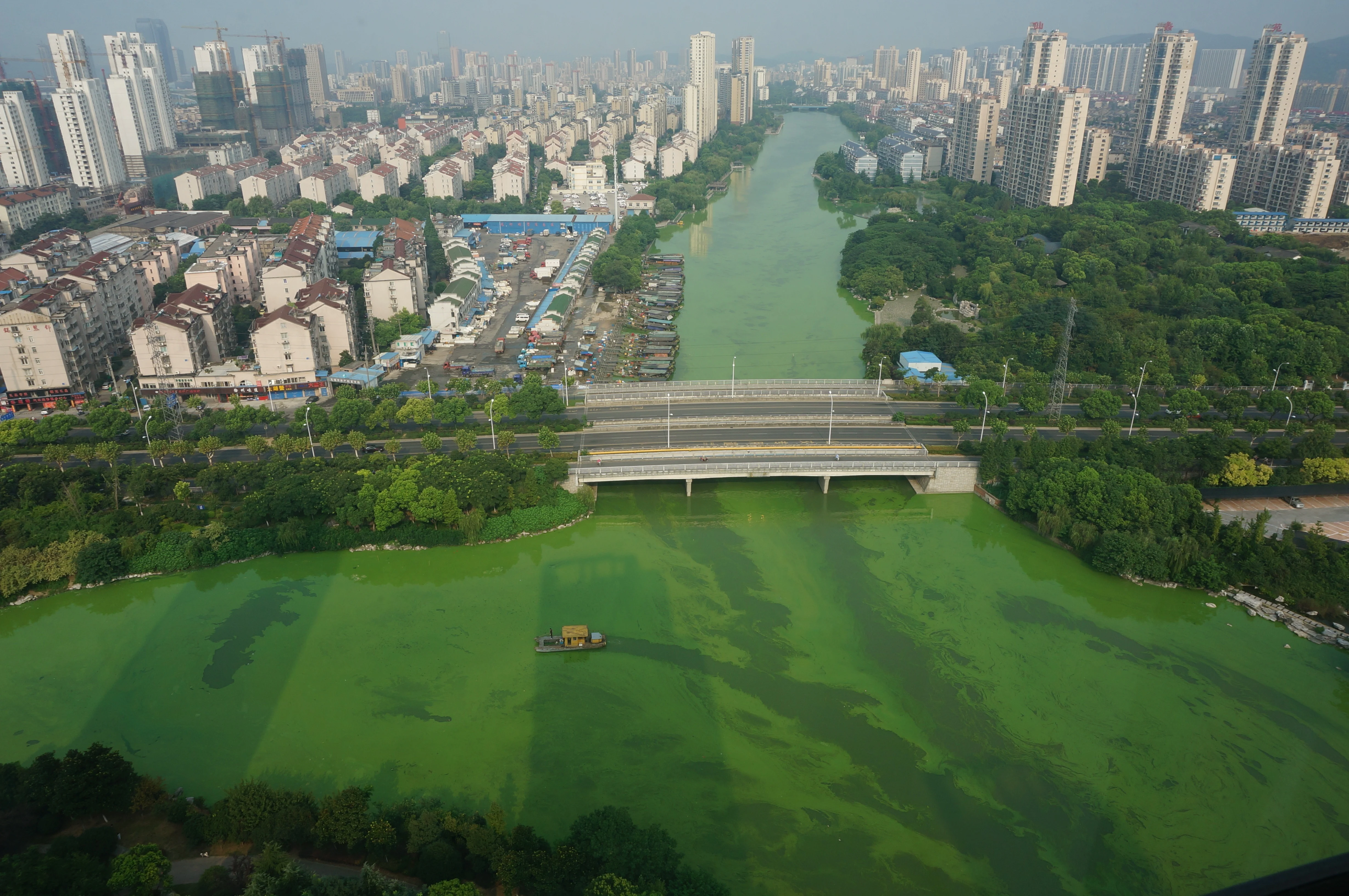 A river running through a city with skyscrapers in the background and residential areas closer. The river is a deep shade of green.