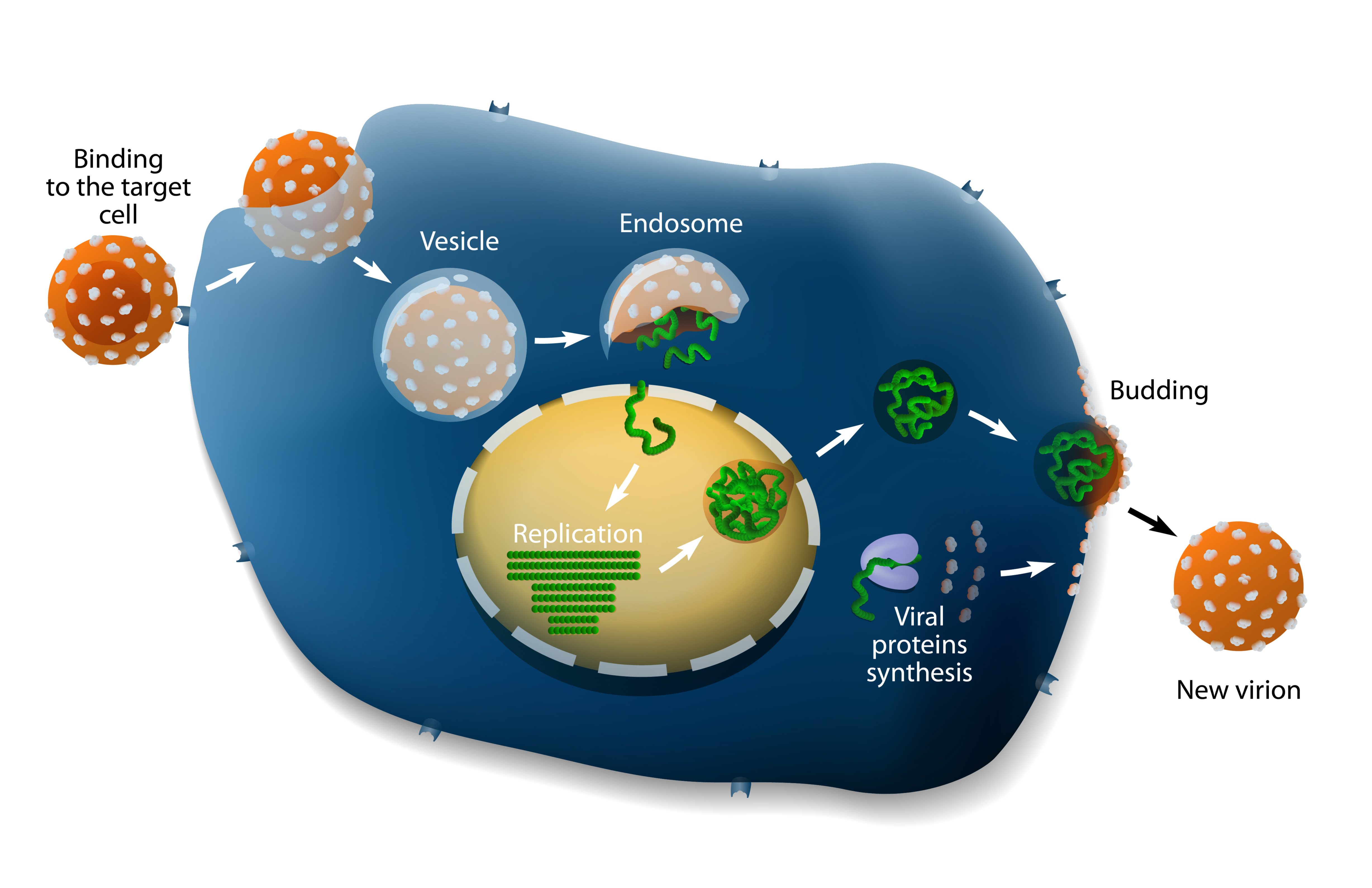 Labelled diagram of the influenza virus: Binding to the target cell, Endosome, Vesicle, Replication, Viral Proteins synthesis, Budding, New virion