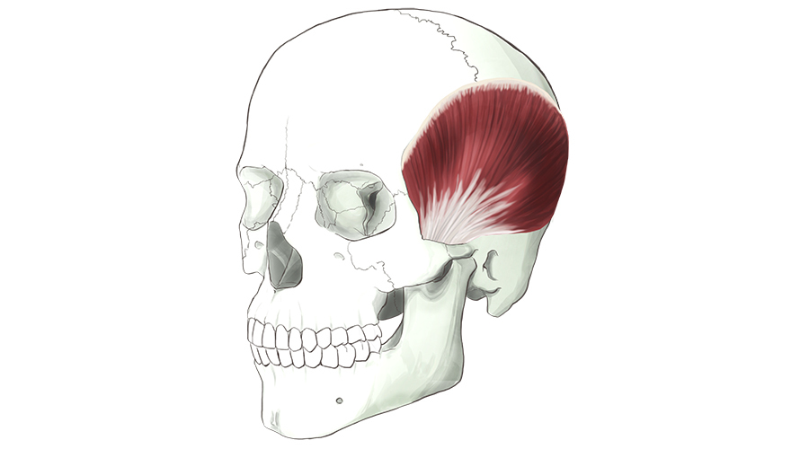 Temporalis. A fan shaped muscle that fills out the side of the head.