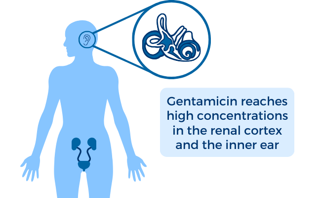 Silhouette of human body highlighting aminoglycoside toxicity in the renal cortex and inner ear and text Gentamicin reaches high concentrations in the renal cortex and the inner ear.