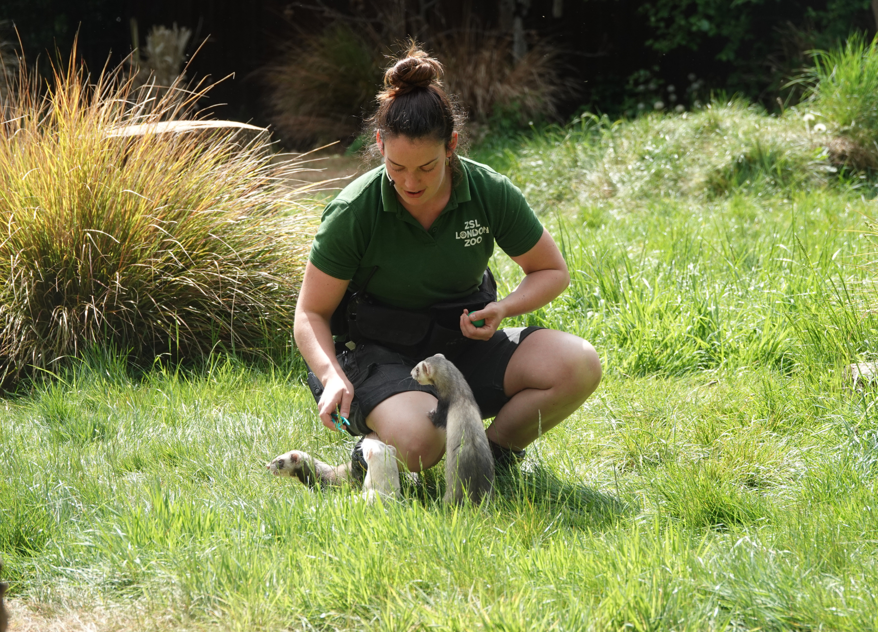 A ZSL London Zoo keeper in a dark green polo shirt crouches in a grassy outdoor area, training two ferrets—one standing upright on its hind legs to look up at her while another lies nearby in the grass.