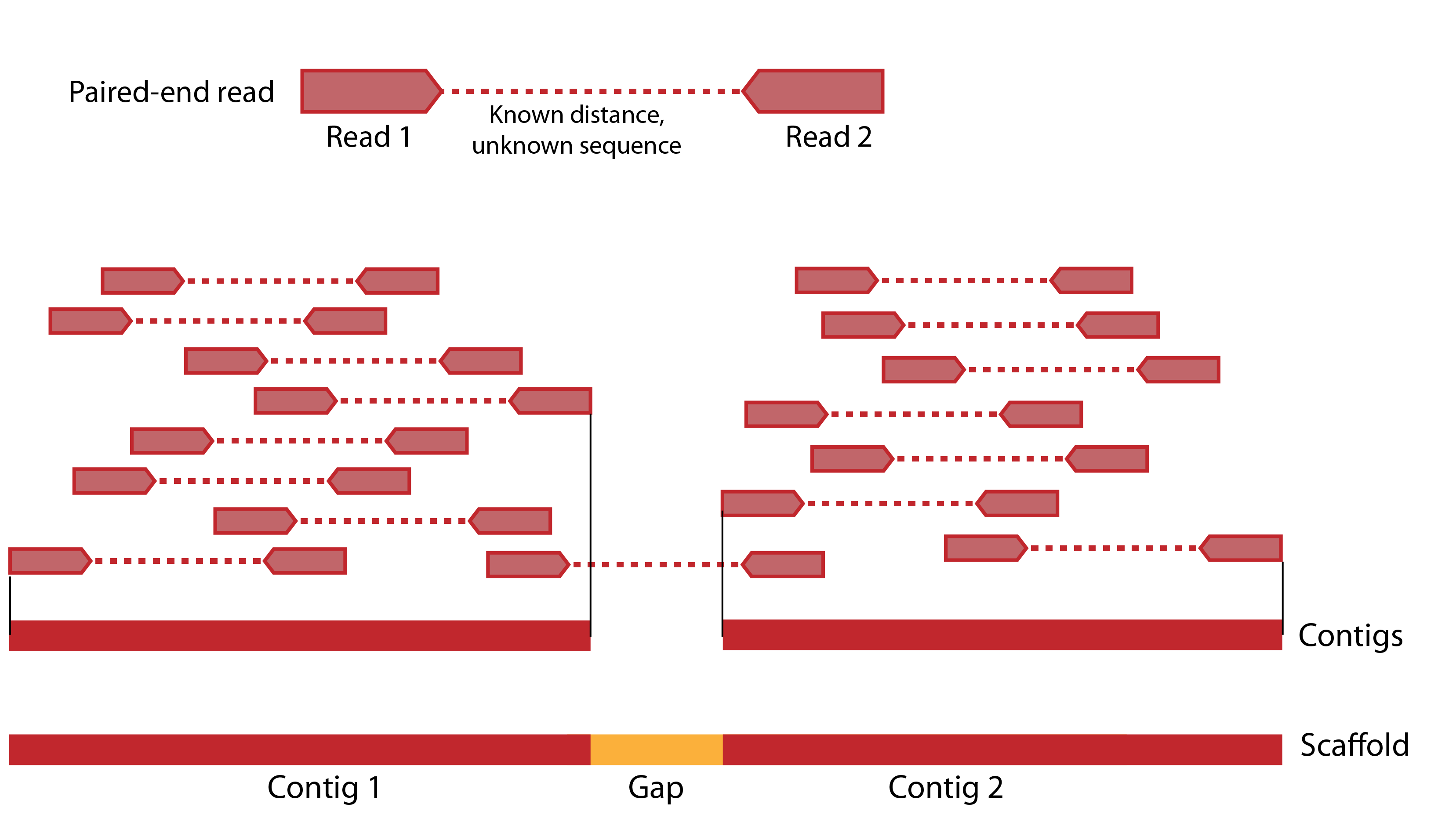 draft versus finished genome