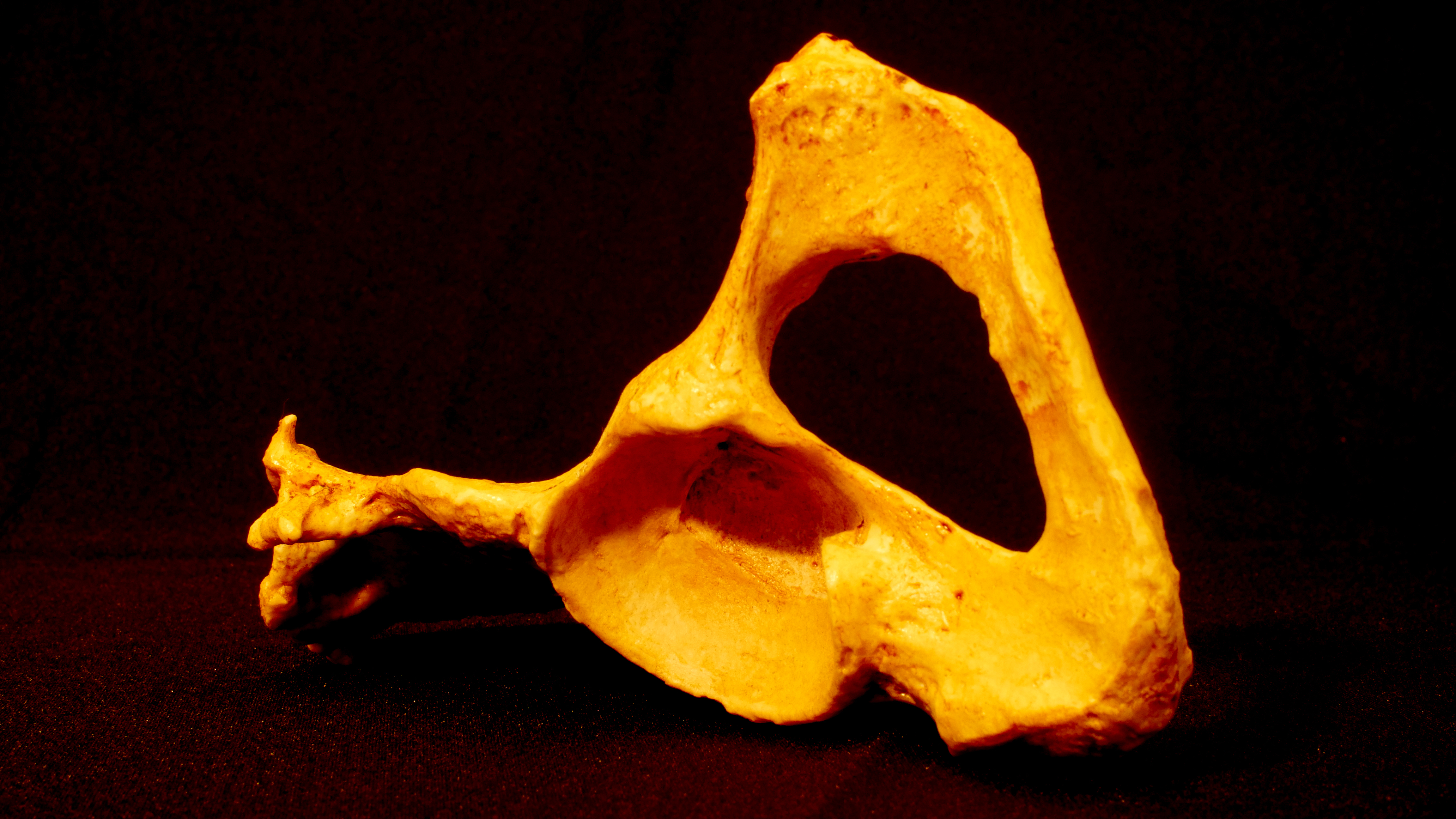 Replica of an aged pelvic bone