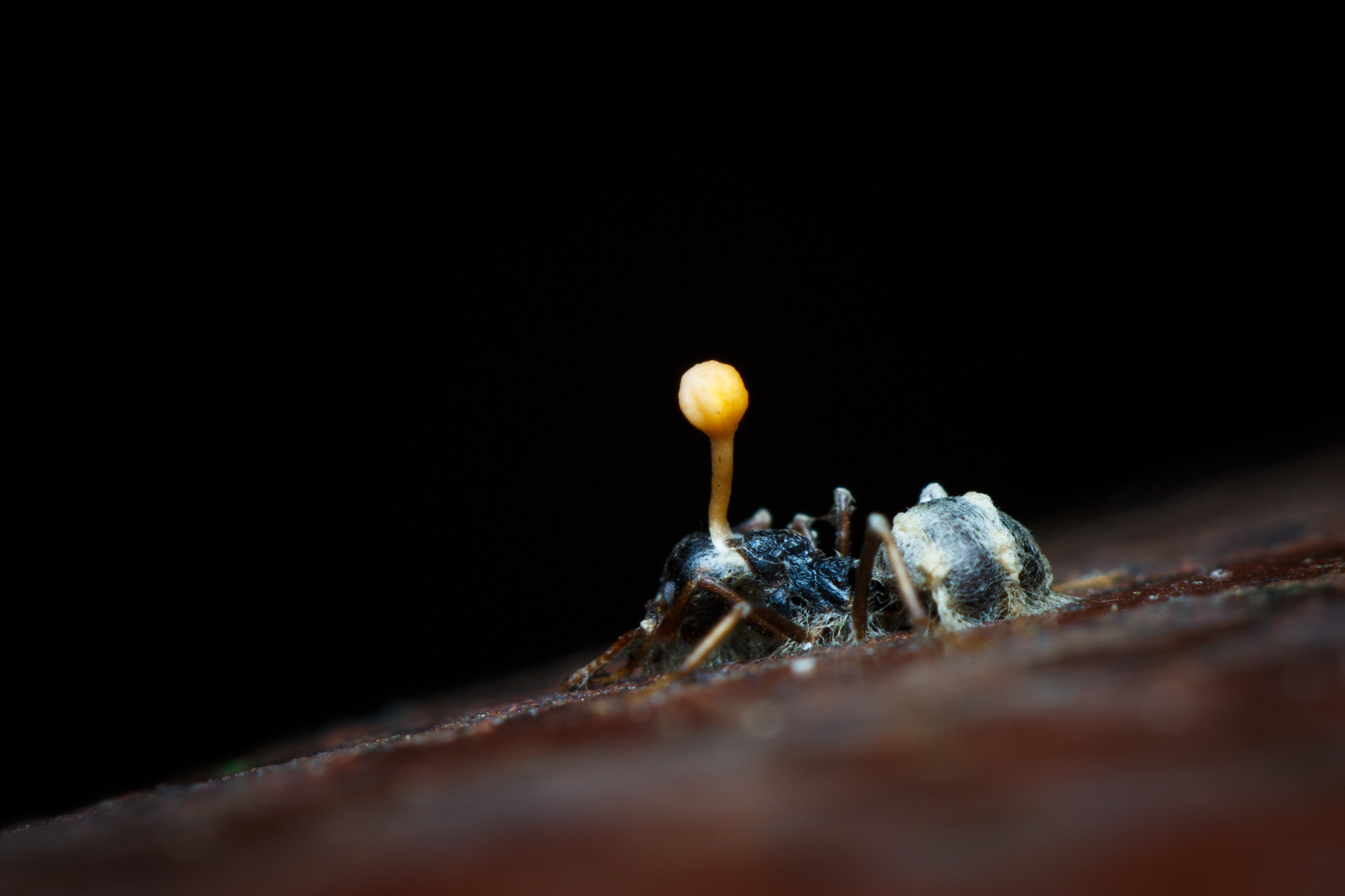 An ant covered in a fungal infection. There is a large shoot of the fungus bursting out of the ant's head.