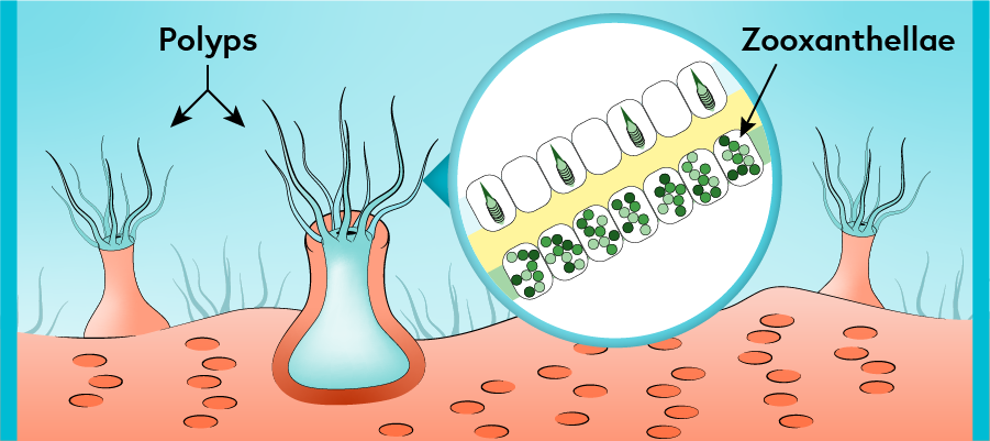 Mutualistic symbiosis between a polyp and zooxanthellae.