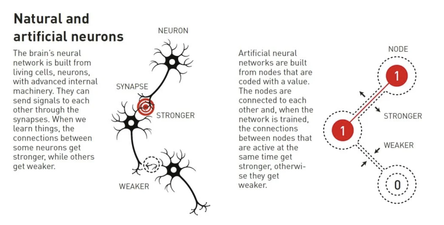 Image showing naturally occurring neurons and AI neurons