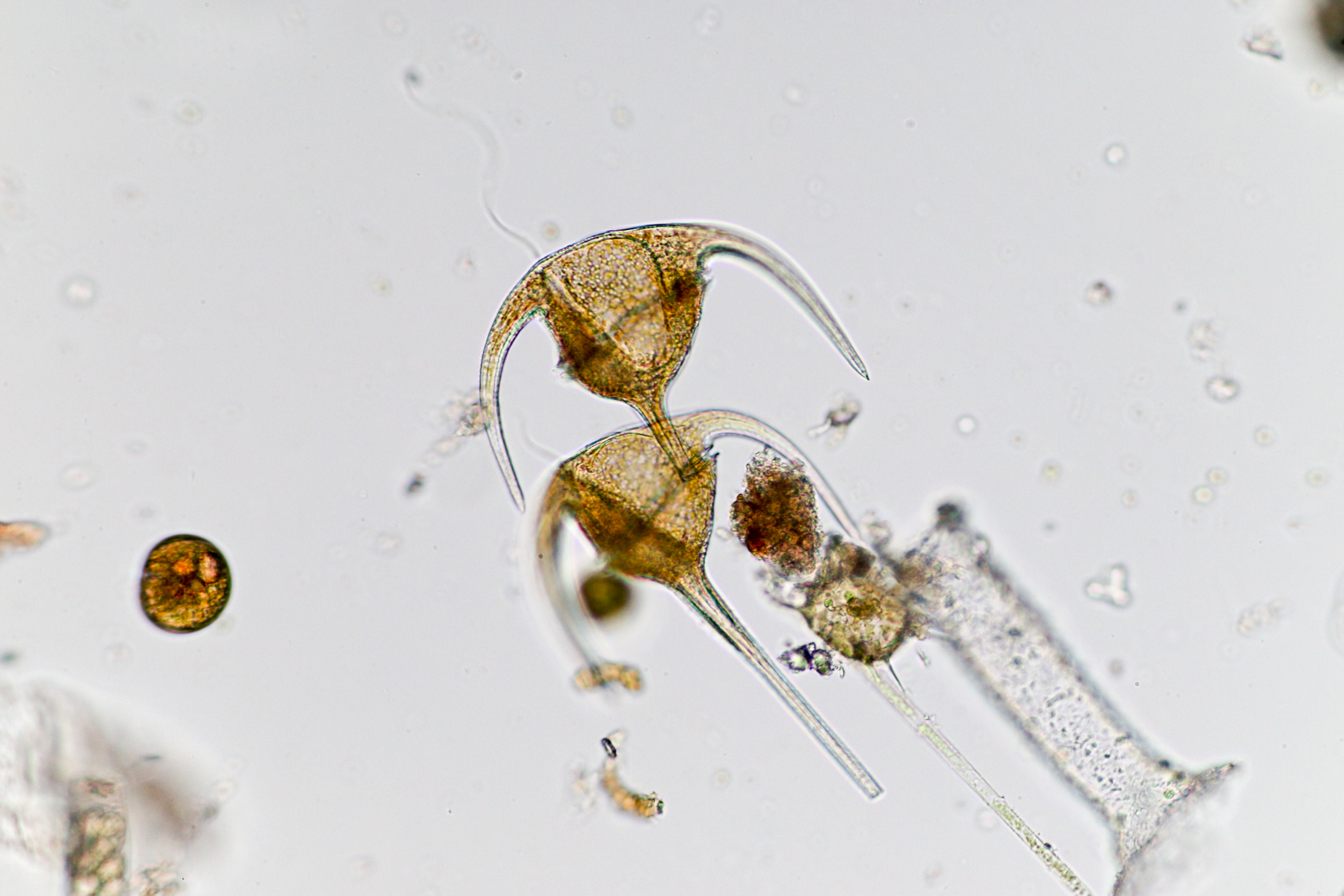 Colour image from under the microscope of dinoflagellates *Ceratium tripos*