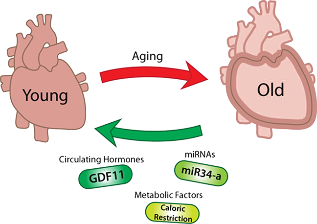 heart schematic