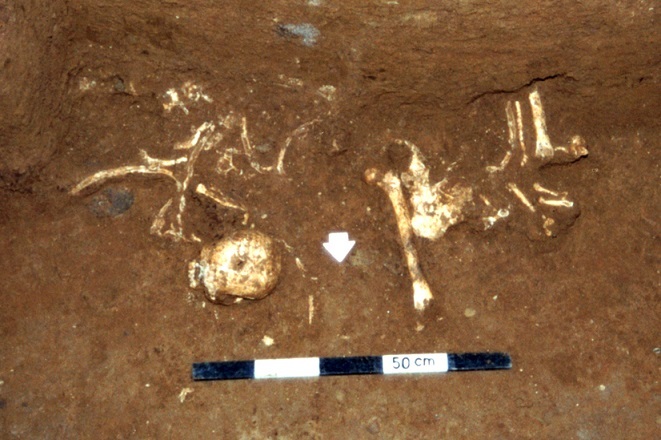 photograph of partial skeleton of Homo floresiensis before completely excavated
