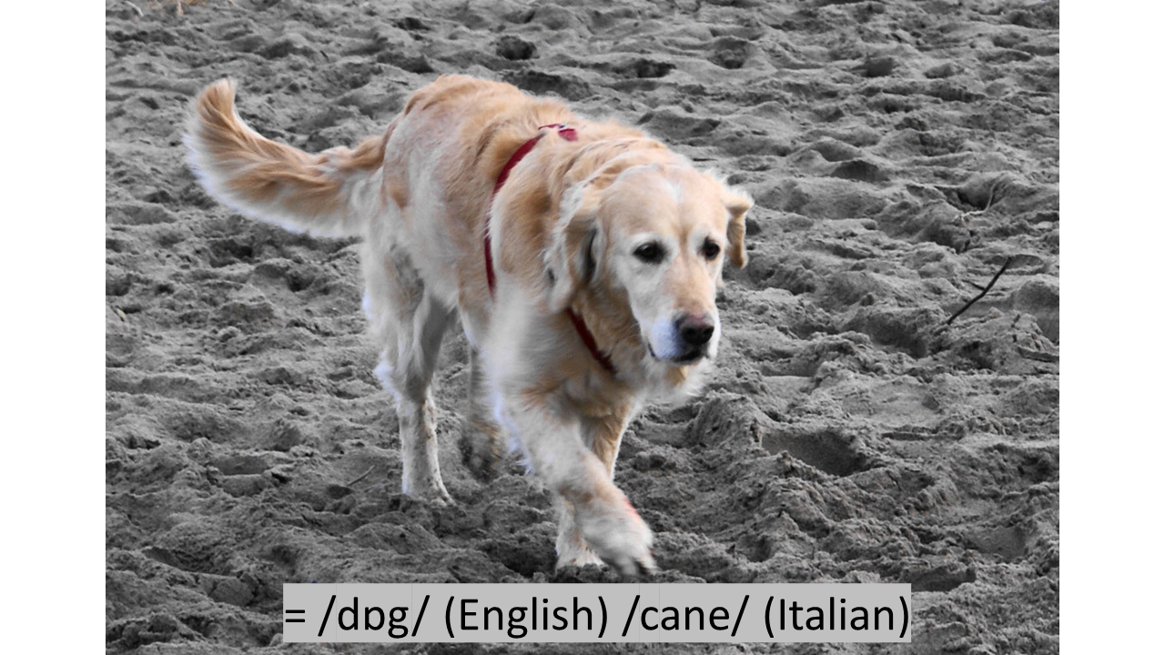 photo of dog walking on beach with text: = /dɒg/ (English) /cane/ (Italian) 