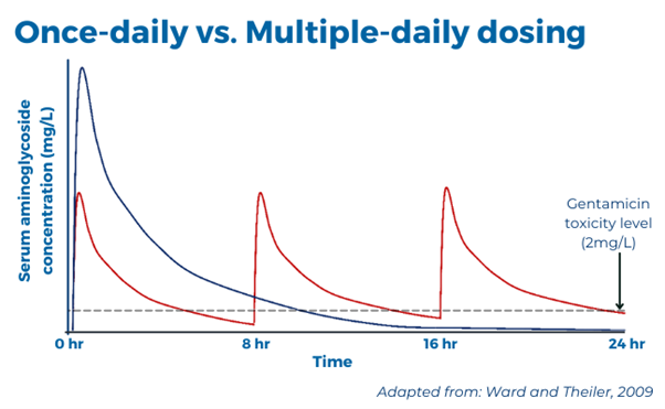 Graph showing the serum aminoglycoside concentration of once daily and multiple daily dosing at four different time points across a 24-hour period. The gentamicin toxicity level of 2mg/L is marked. The once-daily dose has a single higher peak concentration; however, it has a smaller area under the curve and time above the toxicity threshold than the multiple daily dosing. The multiple daily dosing has four smaller peaks spread evenly throughout the 24-hour period.
