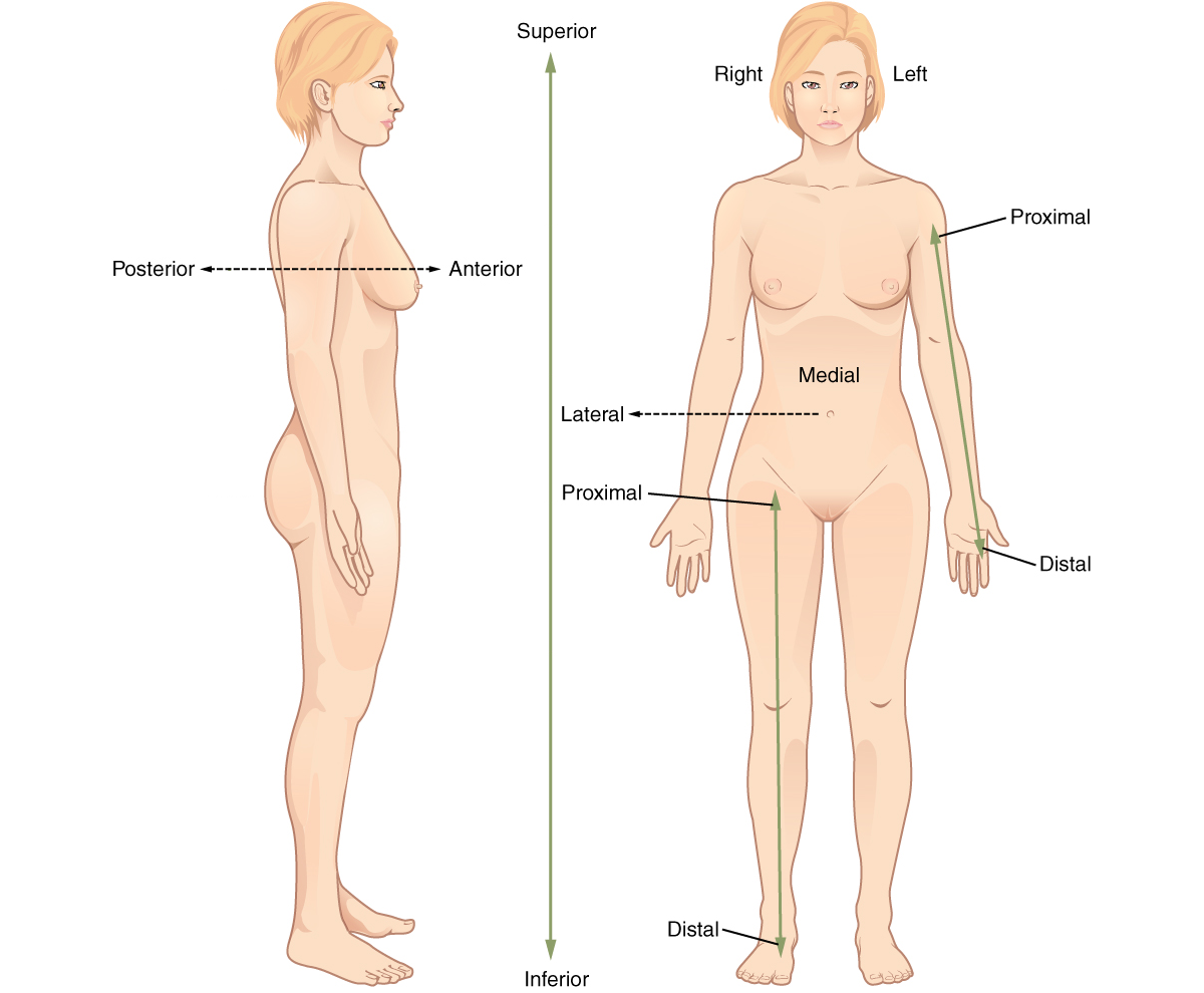 anatomical position and directional terms