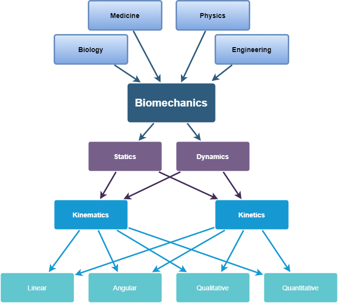 A model on biomechanics, illustrating the various other fields included in biomechanics.