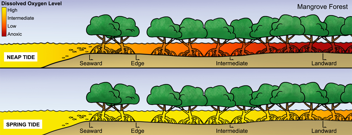 Example of conceptual diagram shows neap tide and spring tide