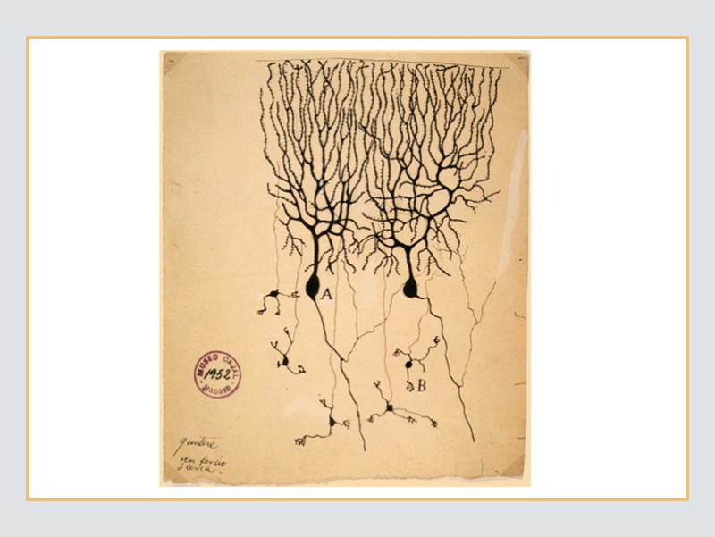 Neurons drawn by Santiago Ramon y Cajal late 19th to early 20th Century