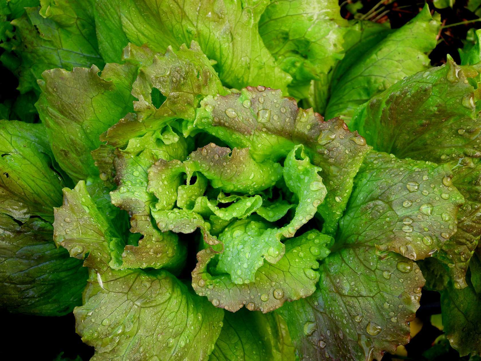 Vertical shot of lettuce