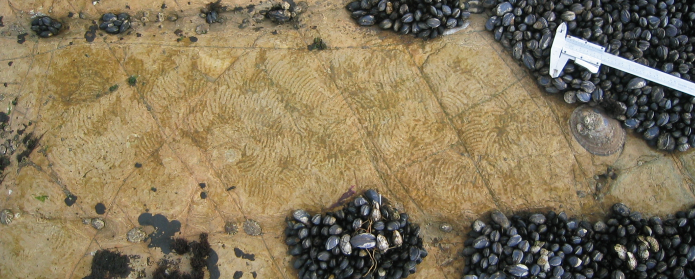 A top down view of a limpet shell surrounded by characteristic zig-zag feeding marks in the algae around it.