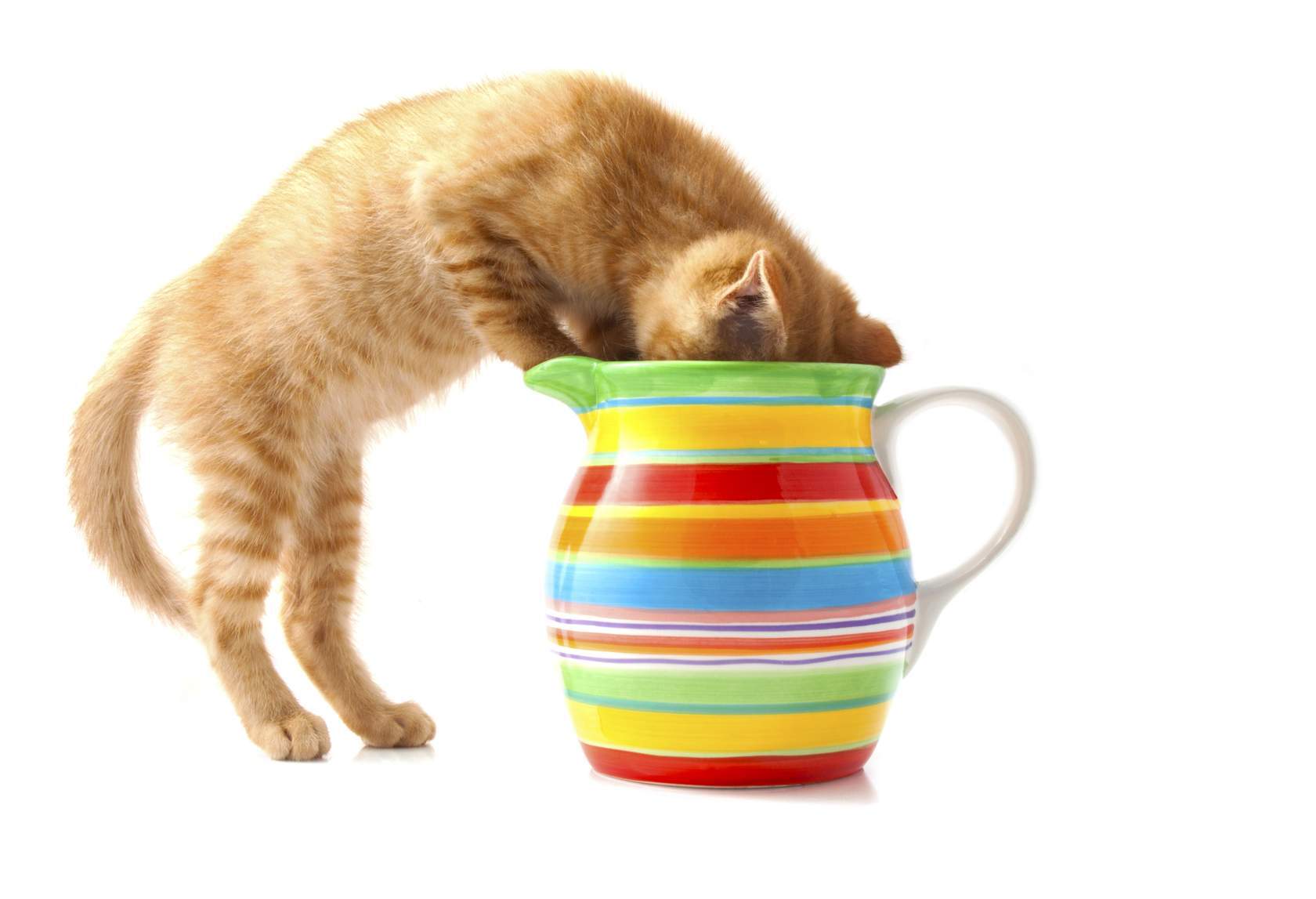 Ginger cat with head in milk jug