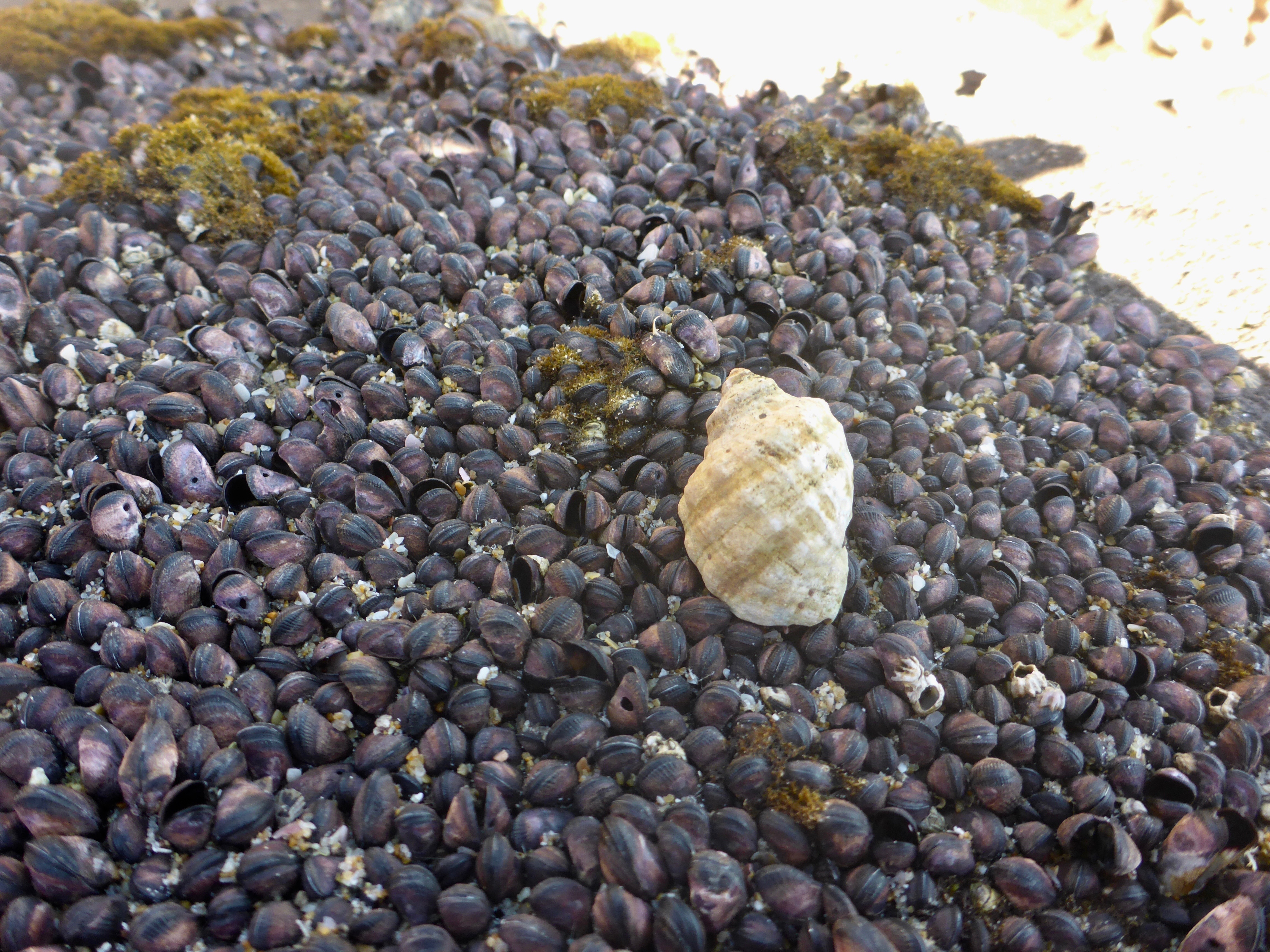 A large snail shell resting on hundreds of mussell shells, some of which have small round holes in their shell.